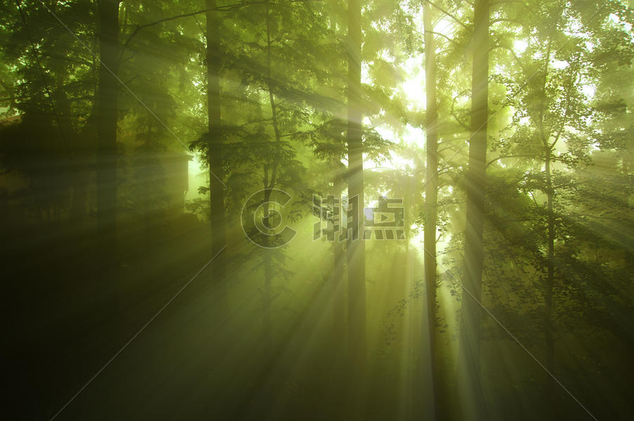 迷雾森林图片素材免费下载