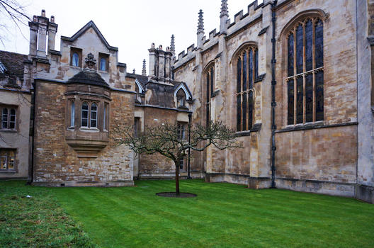 英国剑桥大学牛顿的苹果树图片素材免费下载