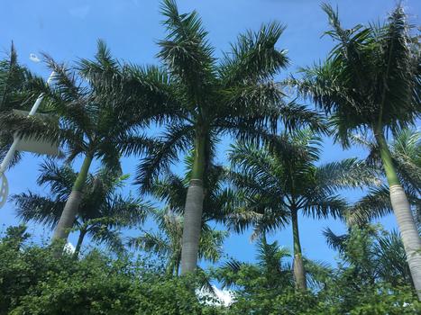 三亚椰树林图片素材免费下载