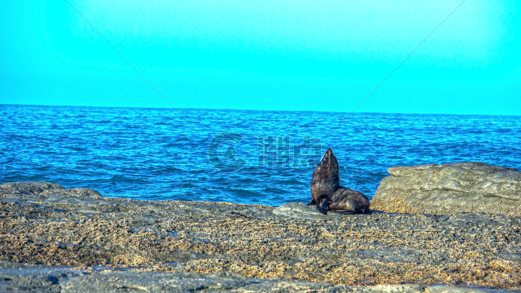 海豹湾野生海豹图片素材免费下载