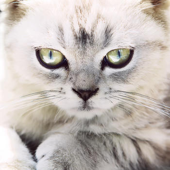 银虎斑猫的凝视图片素材免费下载