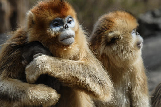 武当山神农架景区国宝金丝猴图片素材免费下载
