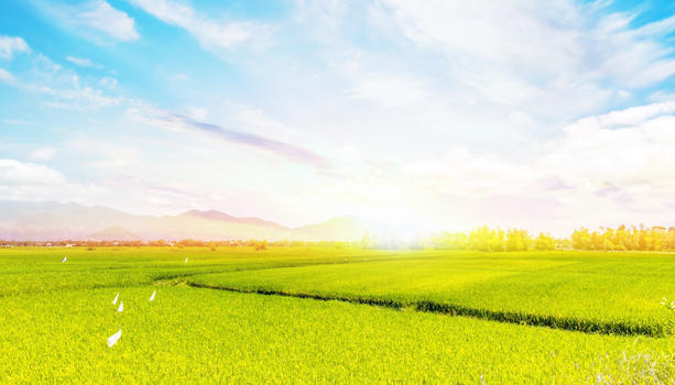 美丽的稻田景色图片素材免费下载