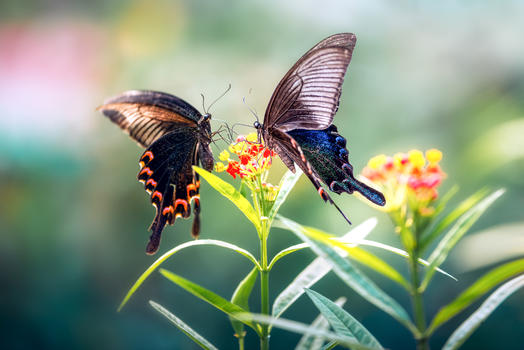 花丛中的两只蝴蝶图片素材免费下载