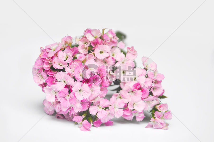 粉色的花图片素材免费下载