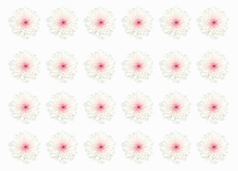 白色菊花图片素材免费下载