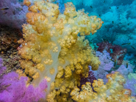 七彩珊瑚图片素材免费下载