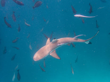 浮潜鲨鱼图片素材免费下载