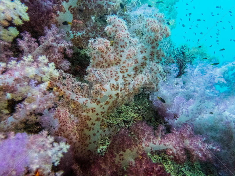 彩色珊瑚浮潜图片素材免费下载