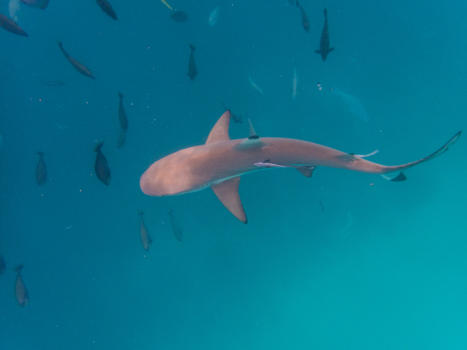 浮潜鲨鱼图片素材免费下载