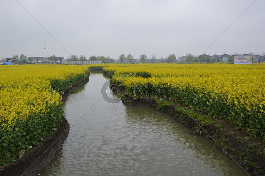 油菜花图片素材免费下载