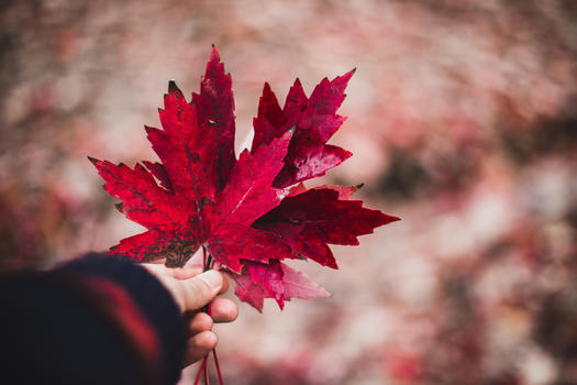 枫树林里秋天的落叶图片素材免费下载
