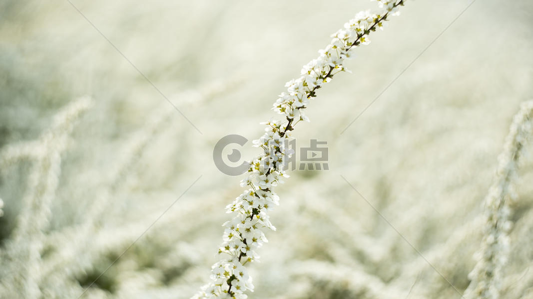 春天鲜花盛开花海图片素材免费下载