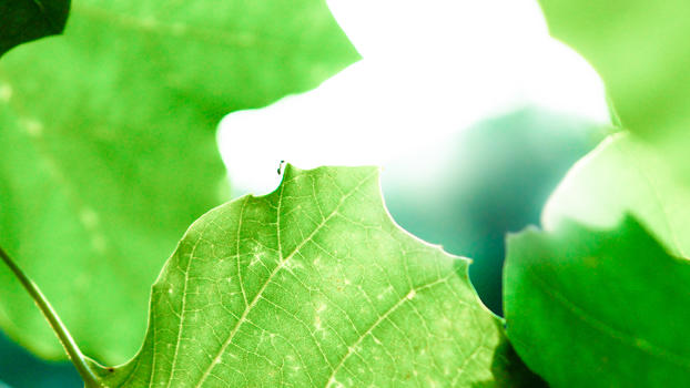 夏天的树叶背景图片素材免费下载