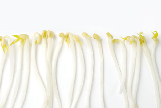 创意蔬菜白色背景上的黄豆芽图片素材免费下载