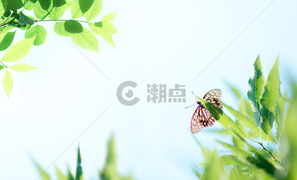夏日午后的树叶蝴蝶背景图片素材免费下载