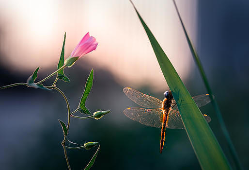 粉色野花与蜻蜓图片素材免费下载