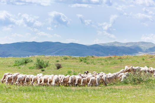 草原羊群图片素材免费下载