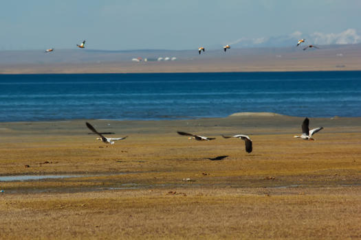 青海湖耳海边的海鸥图片素材免费下载