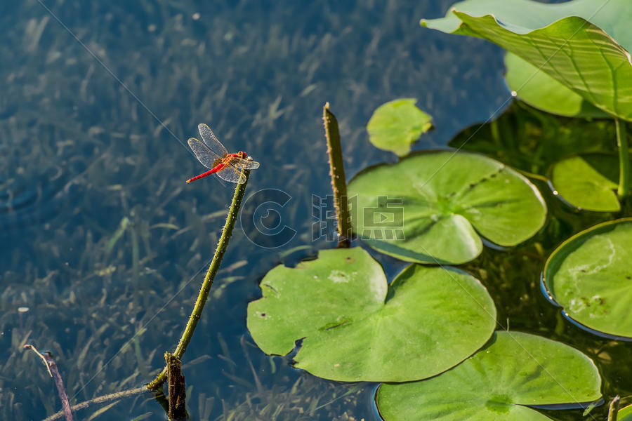 荷塘里的红蜻蜓图片素材免费下载