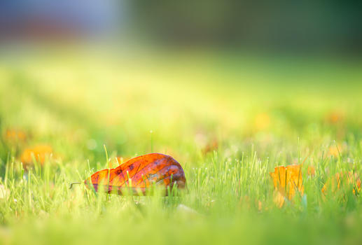 午后阳光洒在草坪红叶上图片素材免费下载