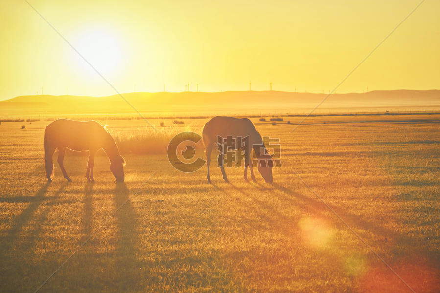 草原日出上的两匹马图片素材免费下载