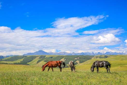 甘肃张掖康乐草原上的牧马图片素材免费下载