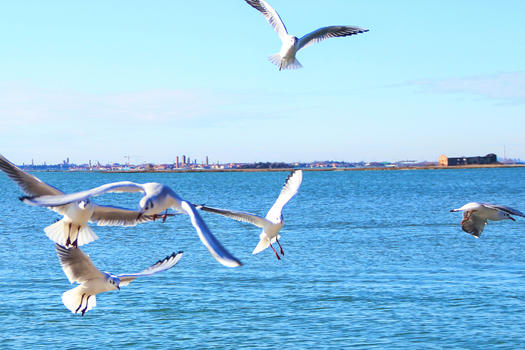 海上自由飞翔的鸟儿图片素材免费下载