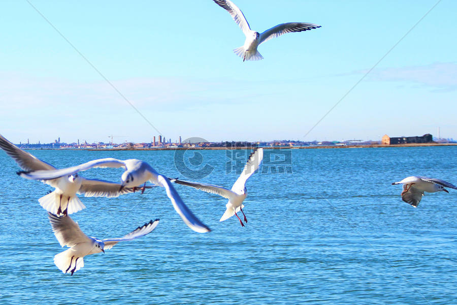 海上自由飞翔的鸟儿图片素材免费下载