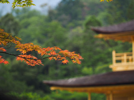 金阁寺的秋叶图片素材免费下载