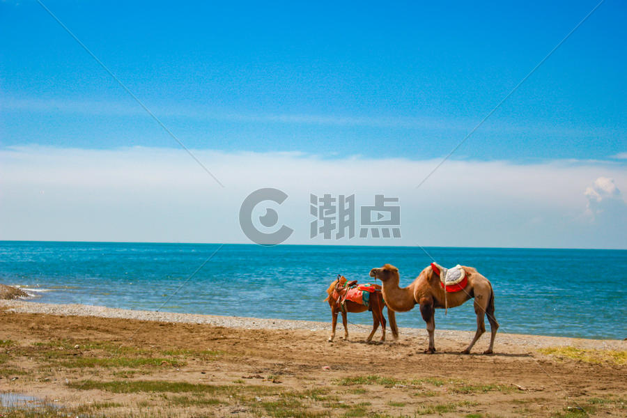 青海湖边的骆驼图片素材免费下载