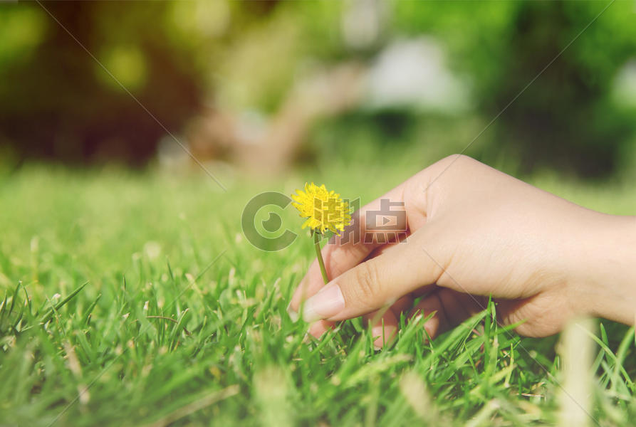绿色草坪上女孩的手摘一朵小花图片素材免费下载