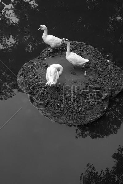 黑白中国风水墨鸭子图片素材免费下载