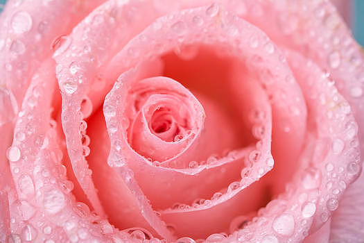 绽放粉红玫瑰图片素材免费下载