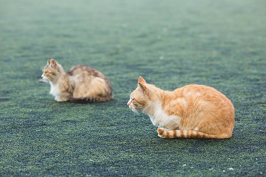 学校操场上的流浪猫图片素材免费下载