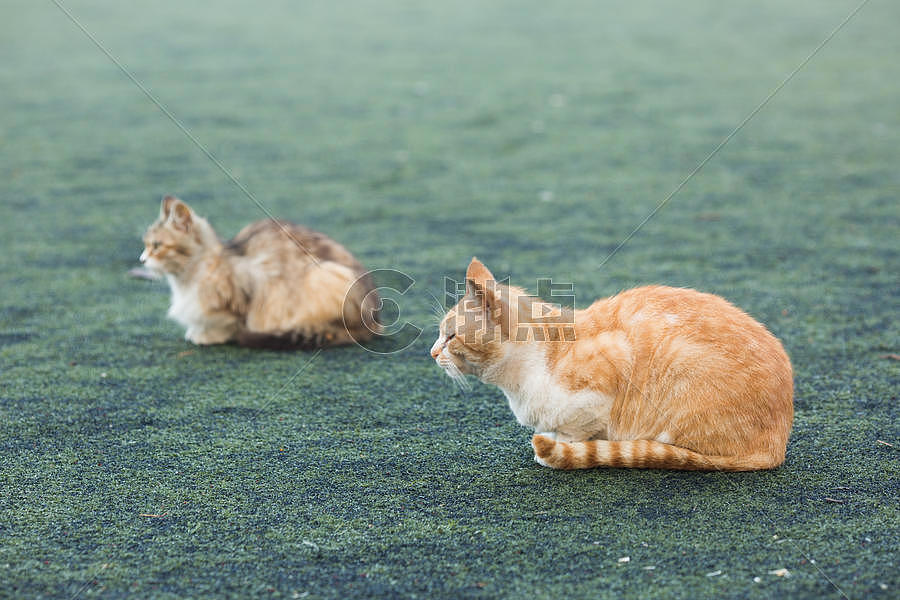 学校操场上的流浪猫图片素材免费下载