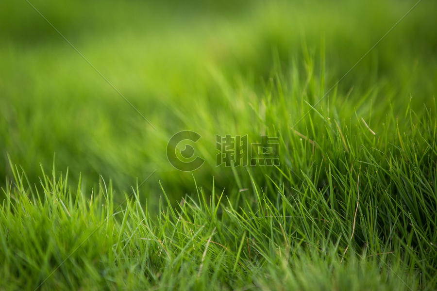 绿色草地背景图片素材免费下载