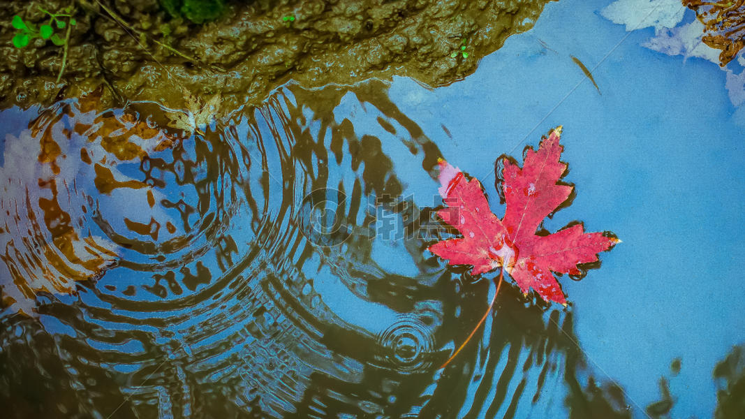 秋天红色枫叶漂在水面图片素材免费下载