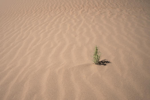 沙漠中的植物图片素材免费下载
