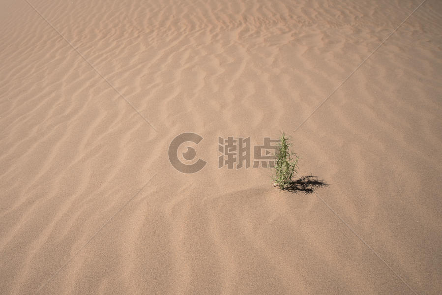 沙漠中的植物图片素材免费下载