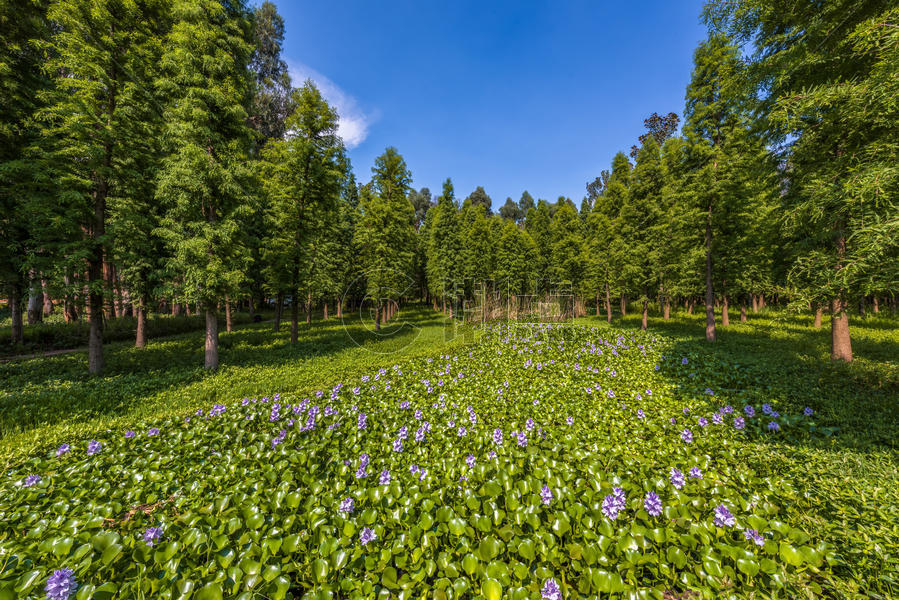 森林绿地鲜花图片素材免费下载