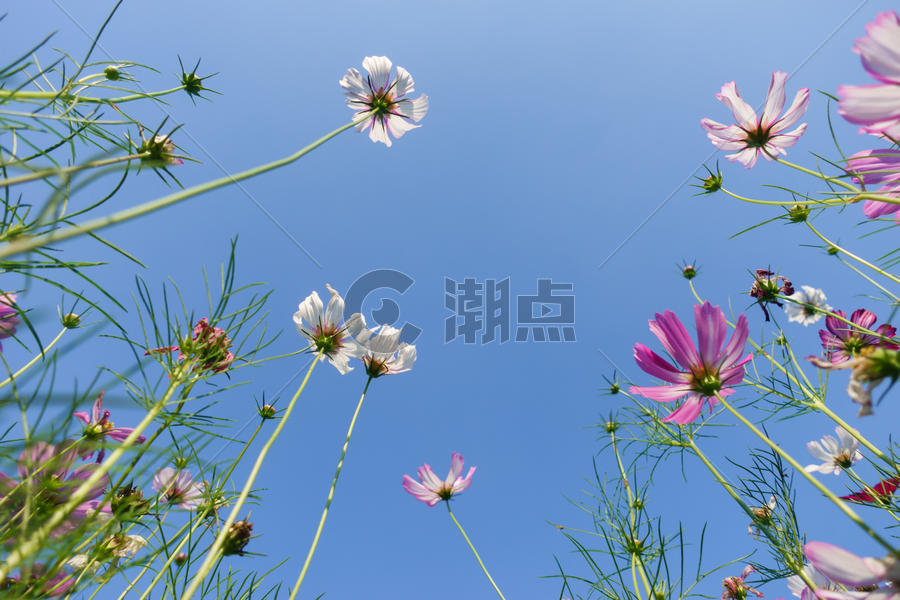 自然风景花朵天空背影素材 图片素材免费下载
