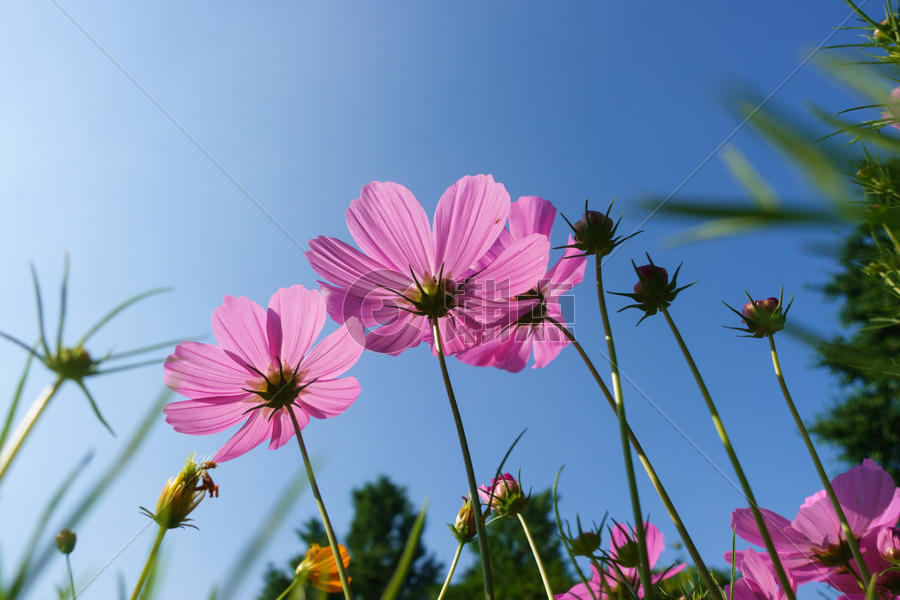 自然风景花朵天空背影素材 图片素材免费下载
