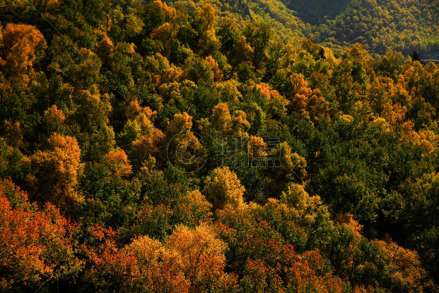 秋天的森林图片素材免费下载