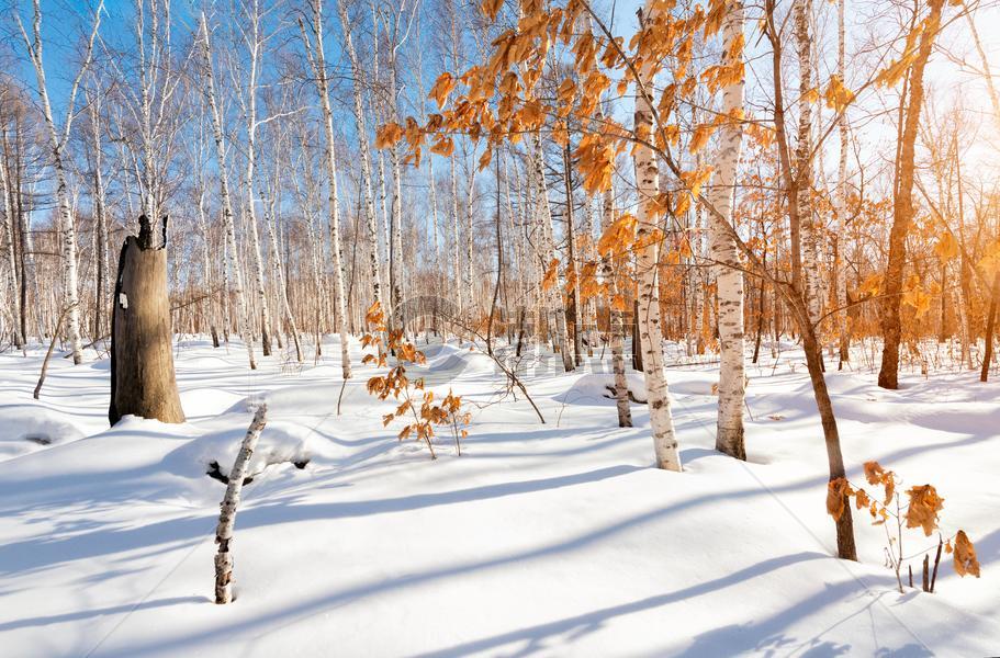 冬日暖阳雪地上的白桦林红叶图片素材免费下载