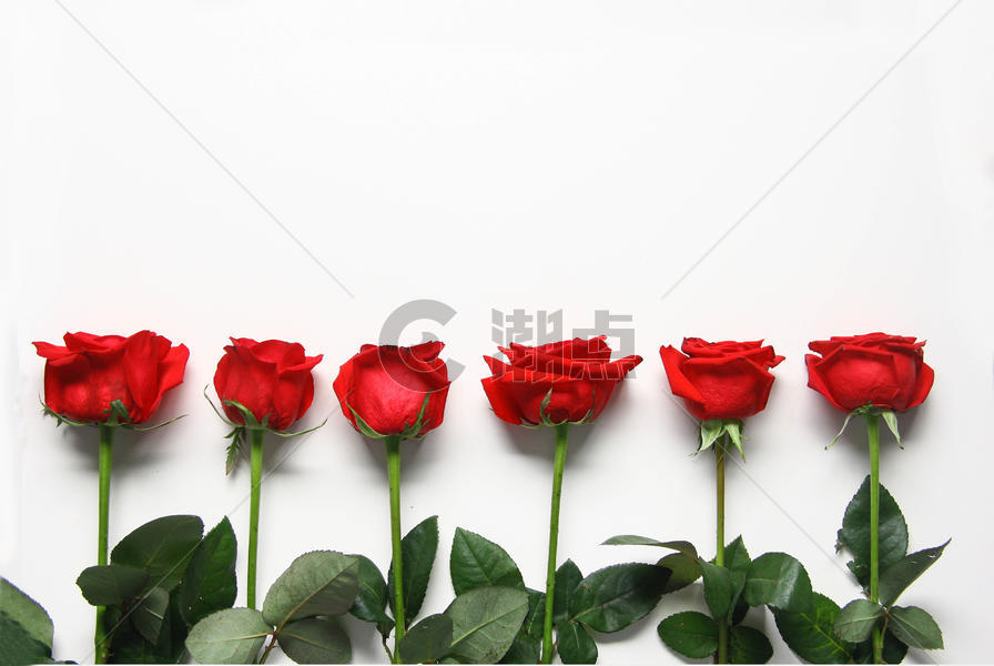 红玫瑰七夕情人节白色静物背景素材图片素材免费下载