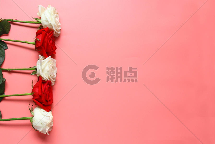 七夕情人节红玫瑰白玫瑰 粉色静物背景素材图片素材免费下载