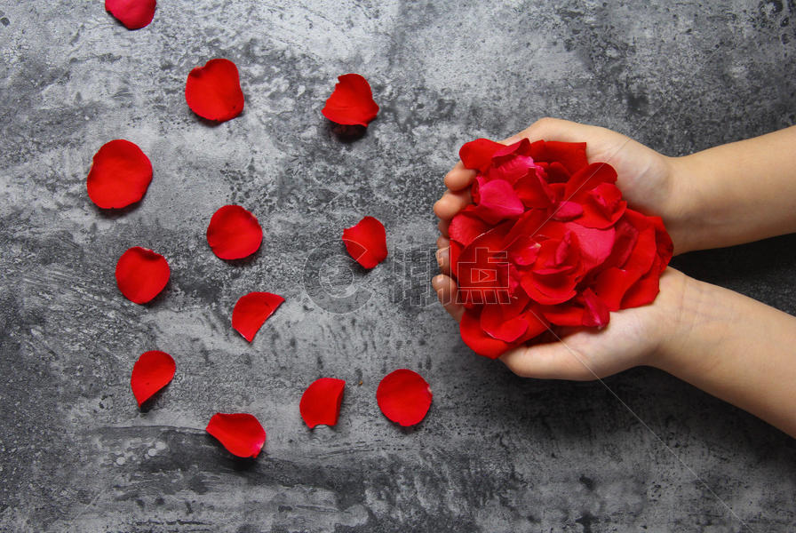 双手捧着红玫瑰花瓣七夕情人节静物背景素材图片素材免费下载