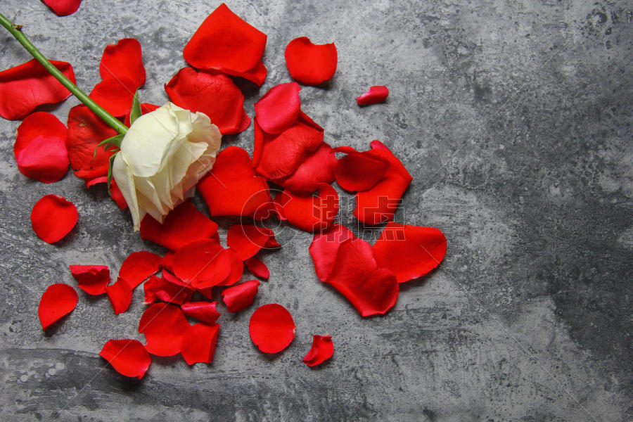 七夕情人节红玫瑰白玫瑰花瓣静物背景素材图片素材免费下载