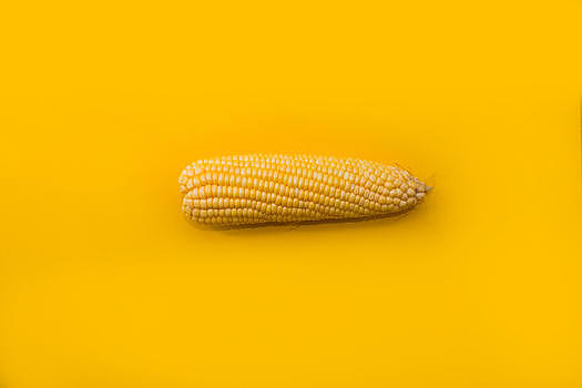 黄色背景上的黄色玉米图片素材免费下载